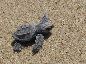 sea turtles