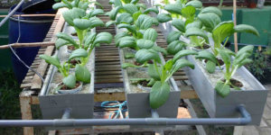 Hydroponic Water Chiller - Bravo Filipino