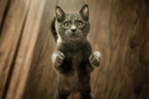 Knowing Your Maine Coon Cat 2020 - Negosentro