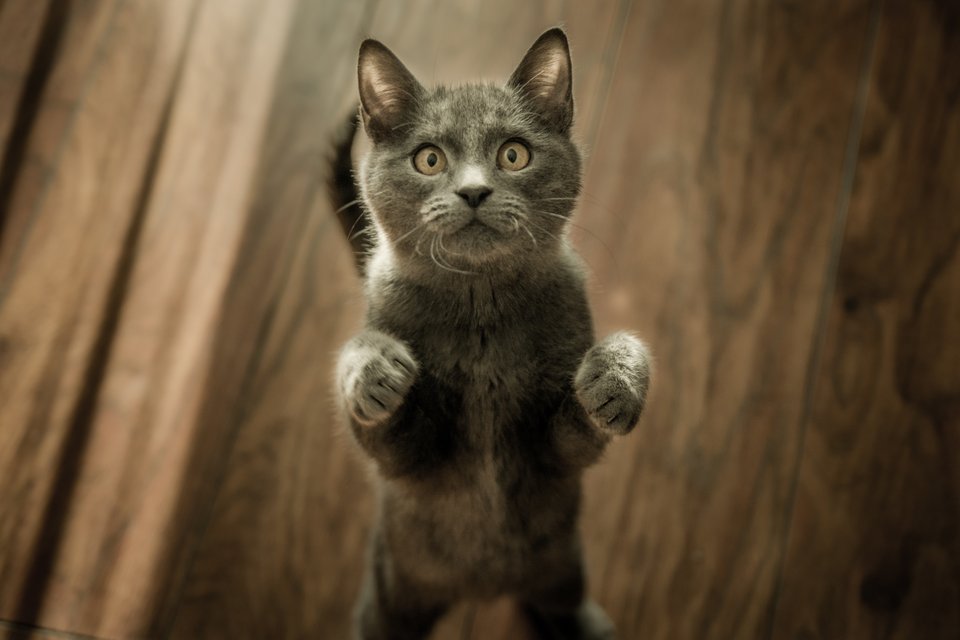 Knowing Your Maine Coon Cat 2020 - Negosentro