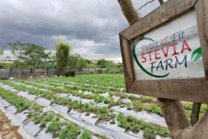 Stevia is Safe - Bravo Filipino