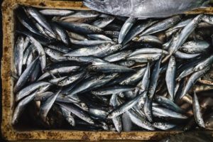 DA and BFAR Slammed by Senators for Fish Importation