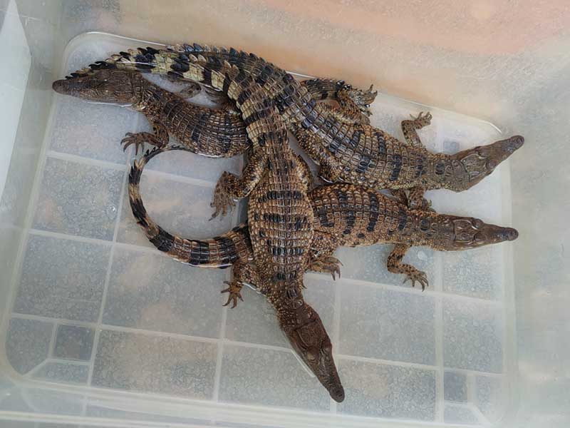 Philippine Crocodile Conservation Center