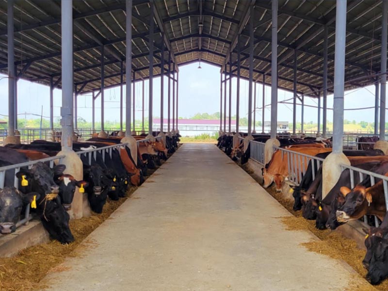 Mr Moo cows